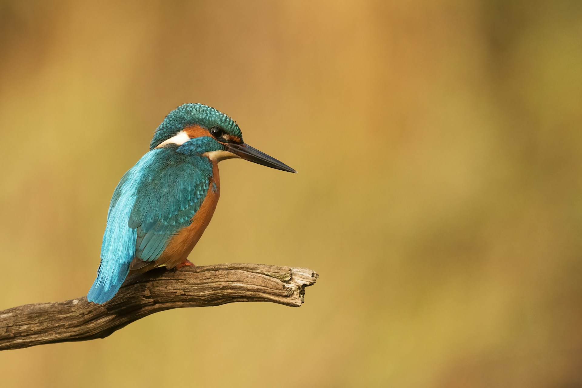 common kingfisher on branch
