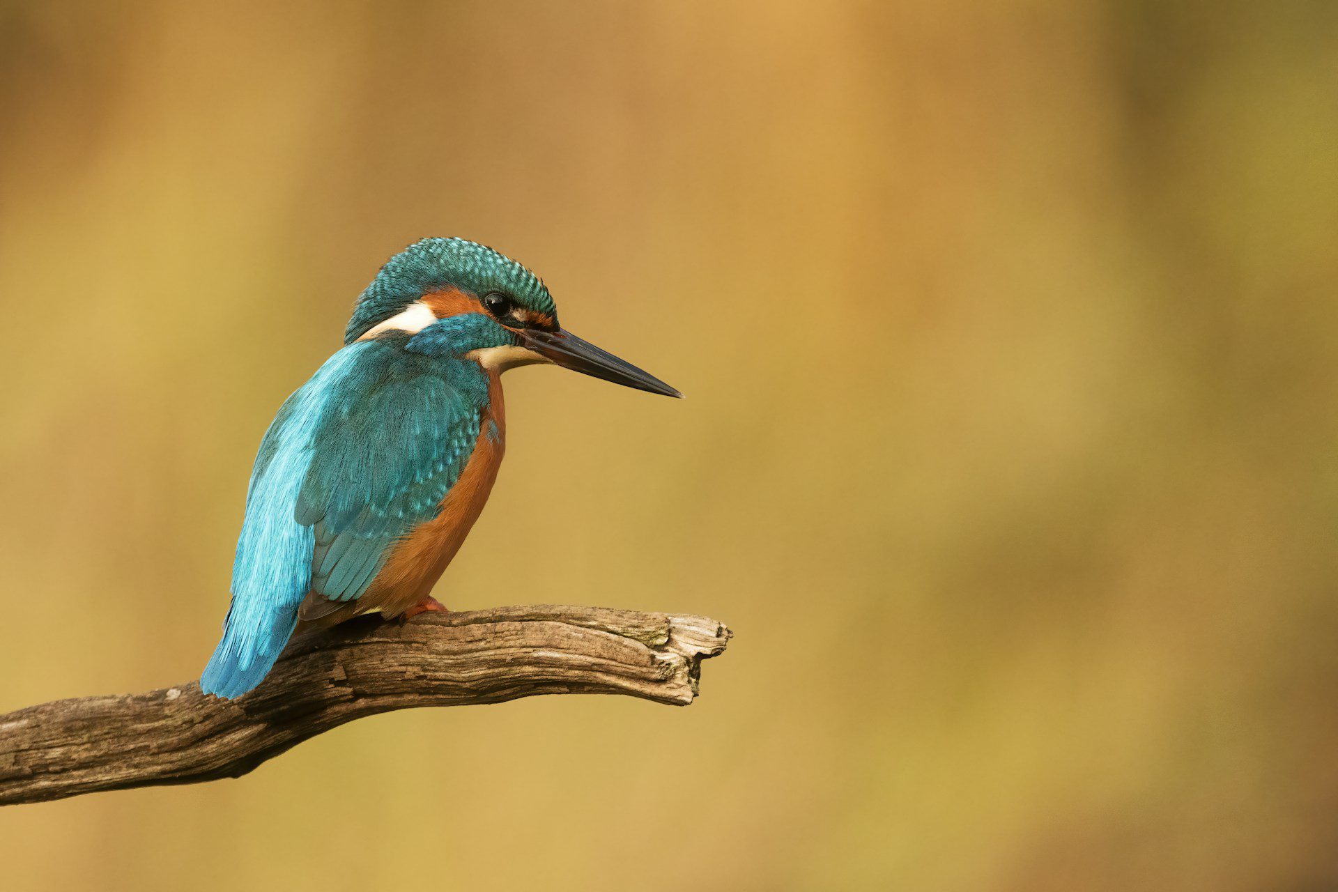common kingfisher on branch