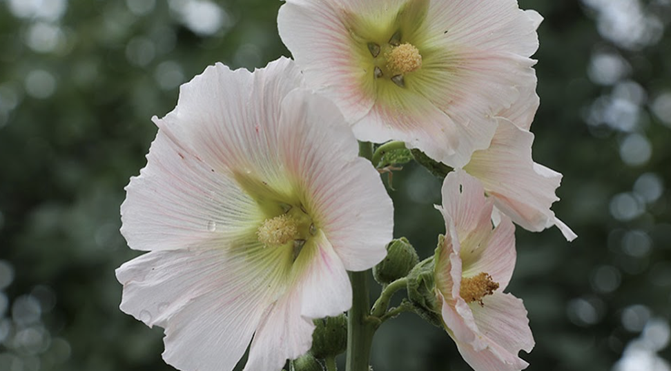 marshmallow bloom