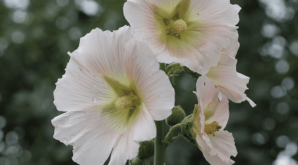 marshmallow bloom marshmallow bloom
