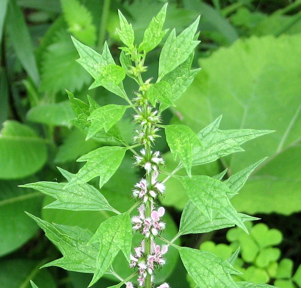 motherwort plant Photo Credit D Gordon E Robertson, CC BY SA 3.0