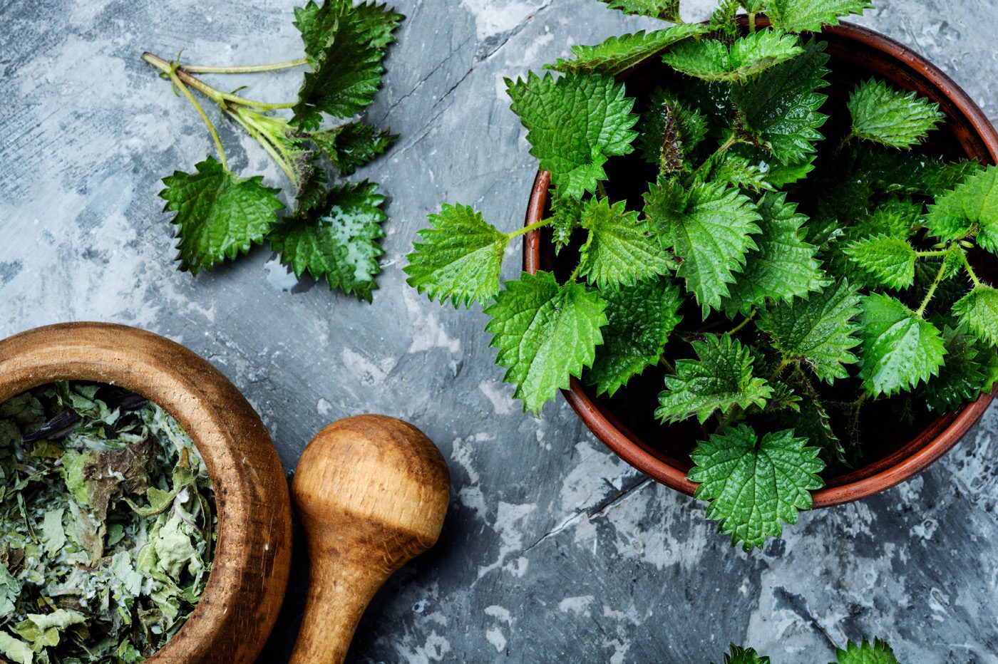 Stinging nettle preparation 
