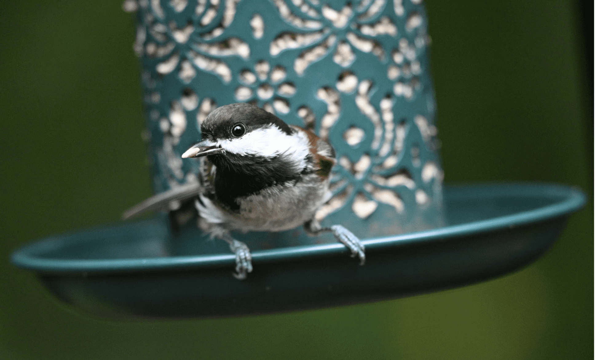 small bird perched on a blue bird feeder