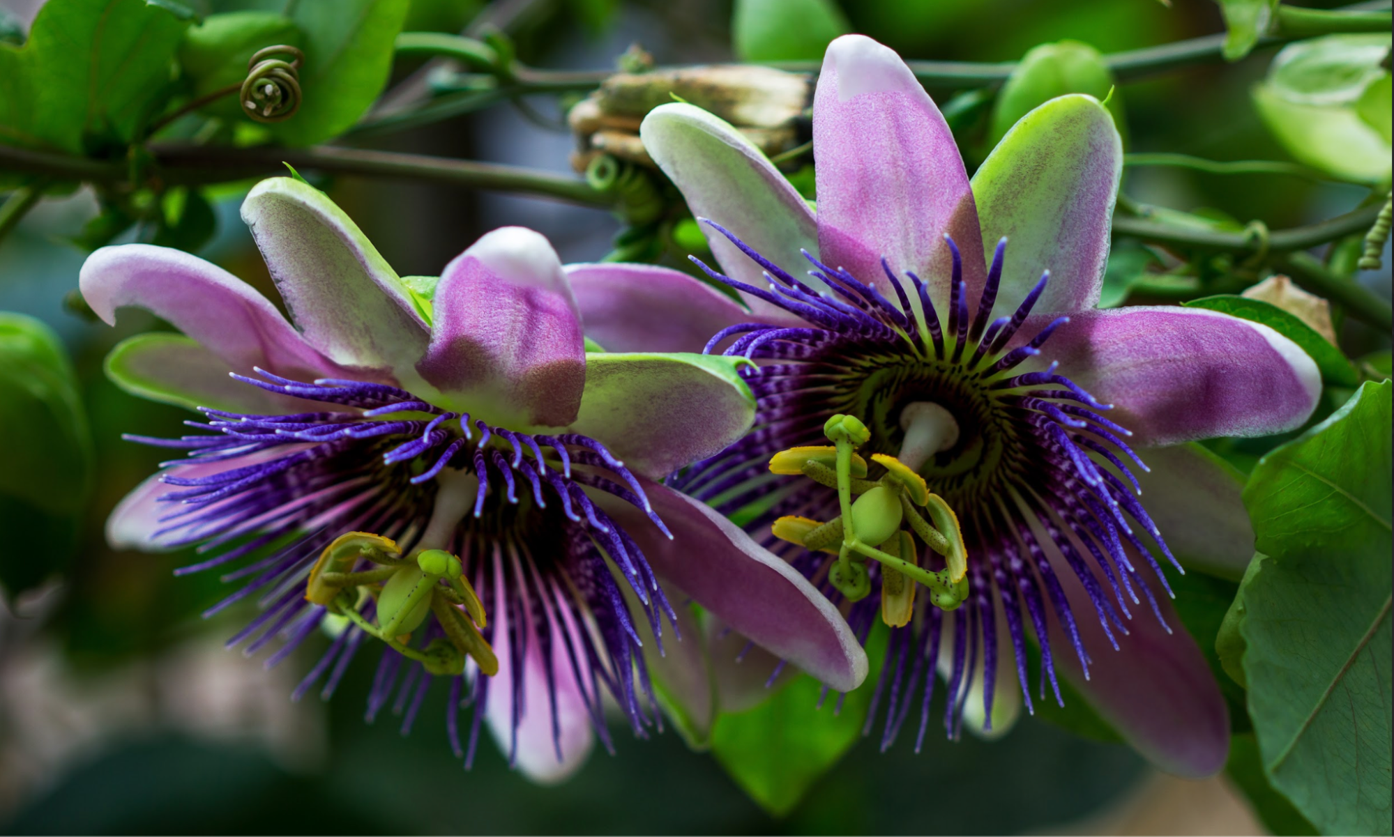 closeup passion flowers on plant