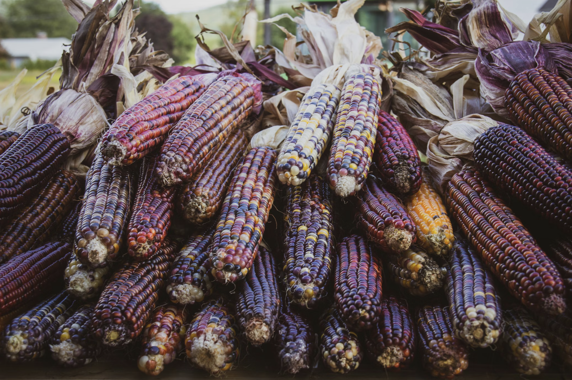 stacked purple corn