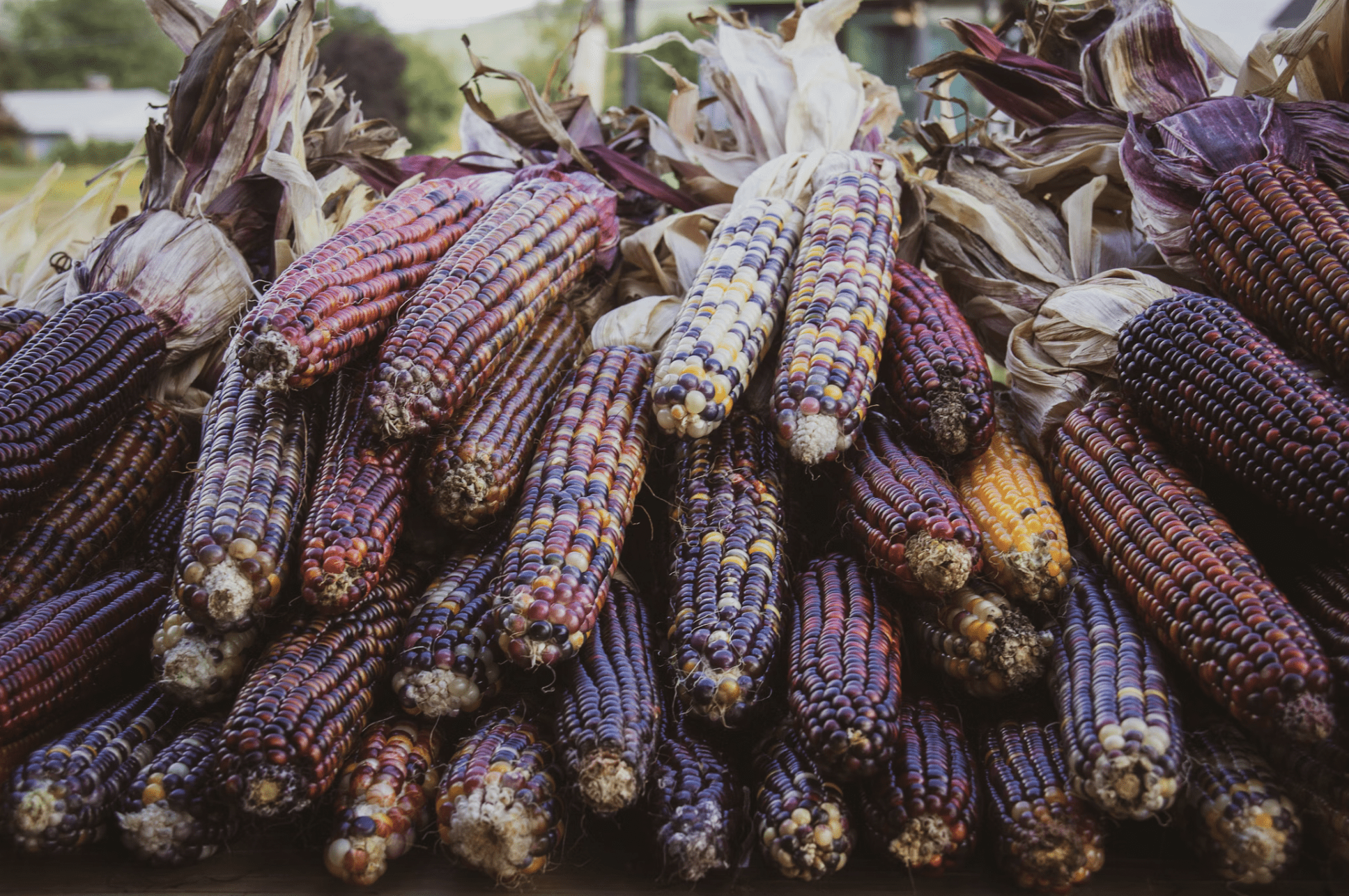 stacked purple corn