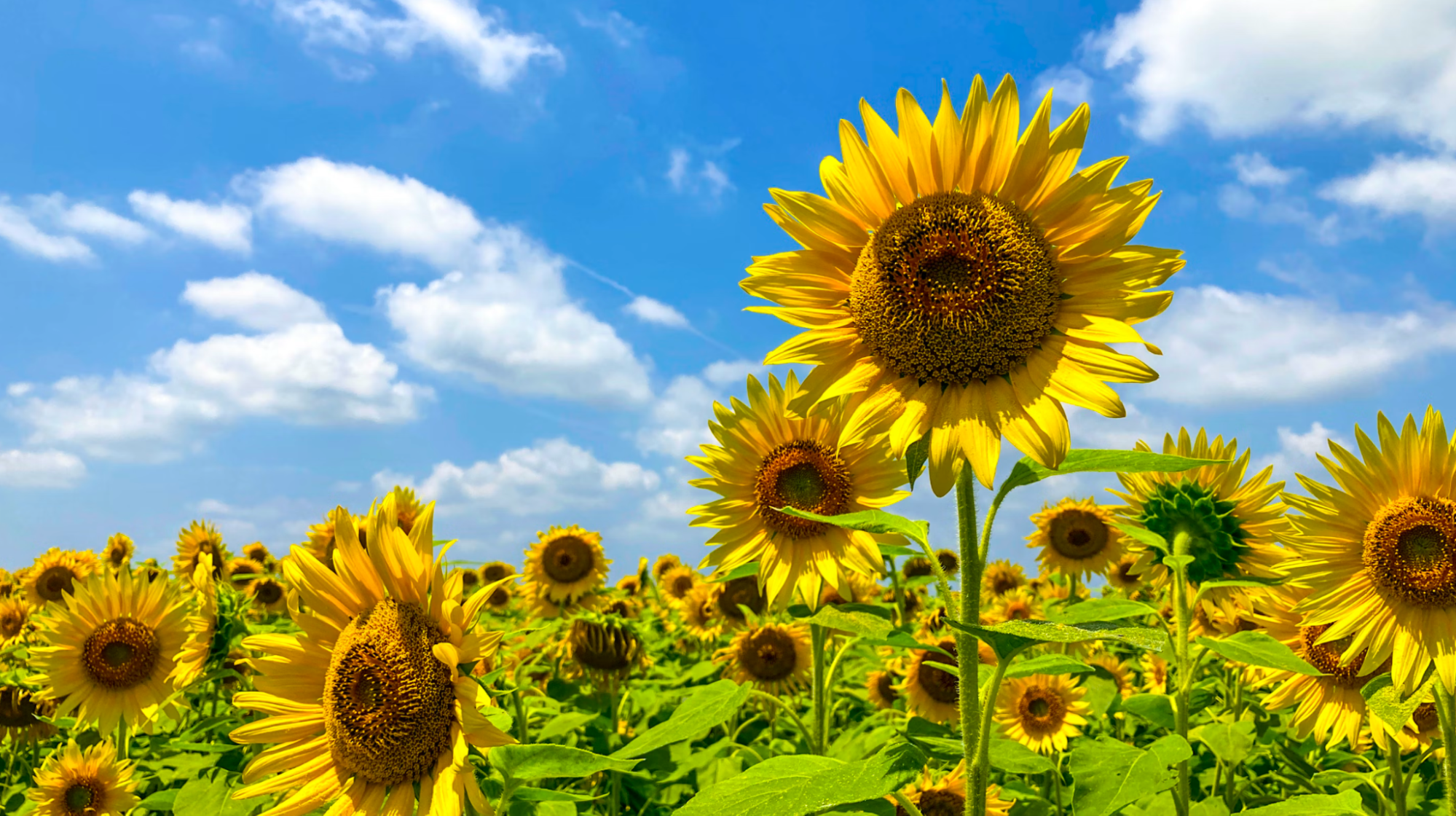 Herbal Focus: Sunflower, Helianthus spp.