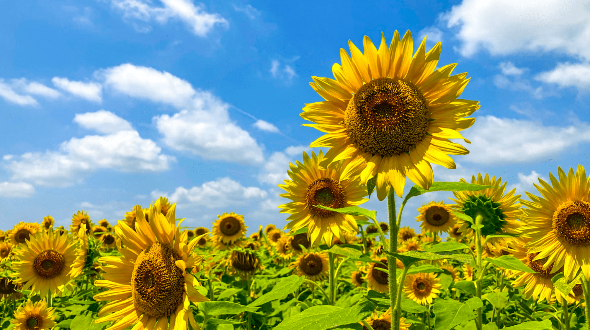 Herbal Focus: Sunflower, Helianthus spp.