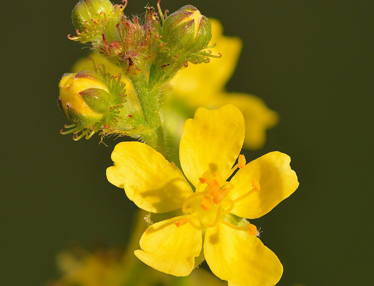 Agrimony blossoms, Agrimonia eupatoria