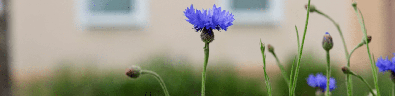 blue cornflower