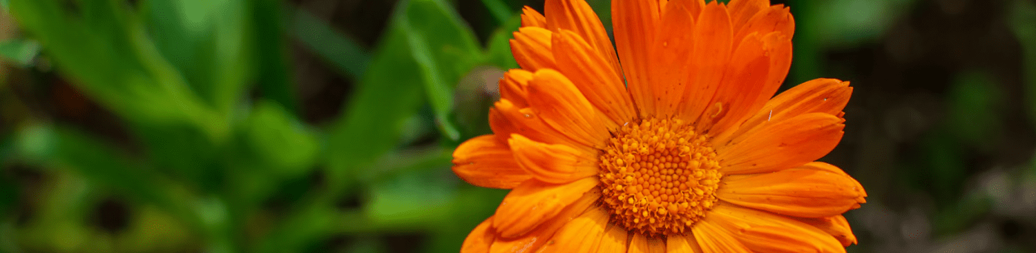 close-up orange calendula flower