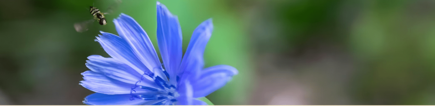 chicory flower honey bee honey bee flying to chicory flower