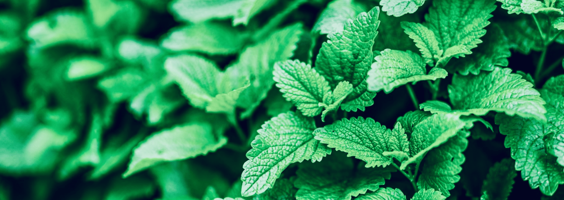 closeup lemon balm plant closeup of lemon balm leaves and plant