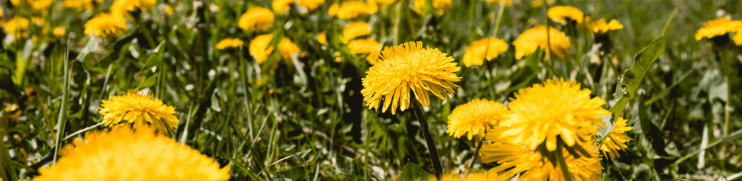 dandelions in the grass dandelions in the grass