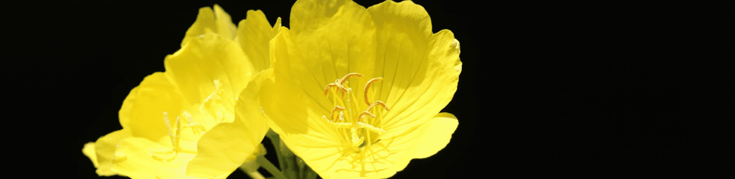 yellow evening primroses on black background