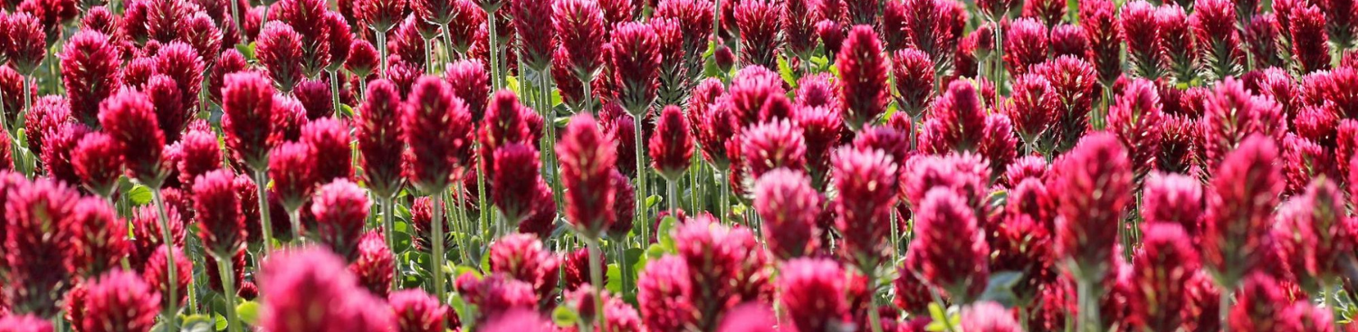 field of red clover closeup red clover field