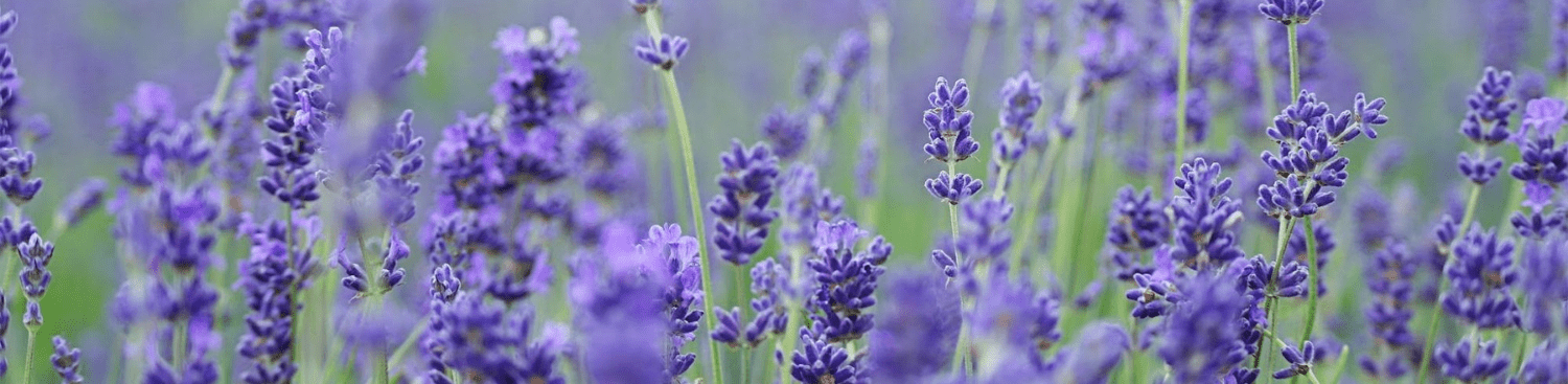 closeup of flowers on lavender bush